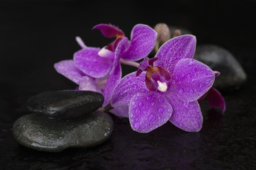 Fototapeta na wymiar orchid flowers on a black background. 