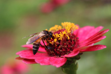 bee with flower. this is captured at Ella rock, Sri lanka. 2017.12.27. Ella is a beautiful small town in the Badulla district of Uva province, Sri lanka.   