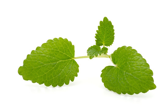 Mint leaf close up on a white background.