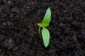 New plant seed germinting from the soil