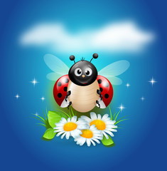 Ladybug on daisy flowers