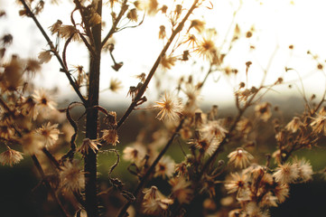 Autumn grass and plant seeds