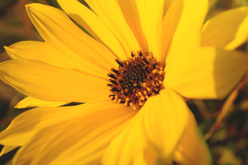 Marco view of a yellow flower plant
