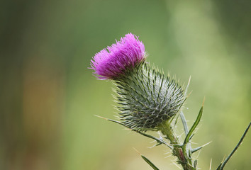 close up of a milk thistle plant with the flower blooming on top of thorns