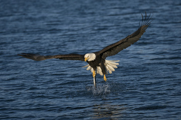 Mature Bald Eagle coming out of the water with a fish in one talon