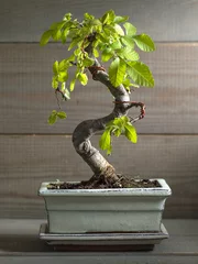 Photo sur Plexiglas Bonsaï bonsaï miniature orme de Chine.