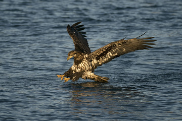 Juvenile Bald Eagle gliding in for a fish