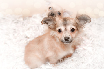 portrait d'un chihuahua
