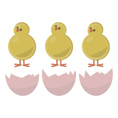 three yellow round pot-bellied chicken on red legs with red bites and shiny black eyes with shell from eggs isolated on white background