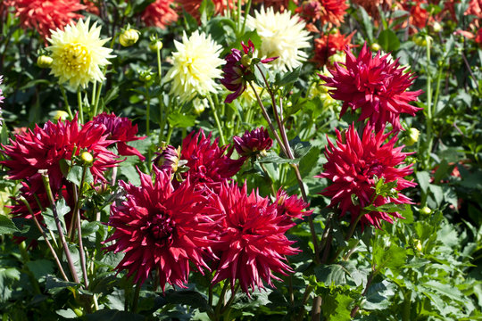  Beautiful colorful  dahlias in field. Flowers background.