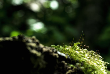Moos, wald, natur, umwelt, landschaft