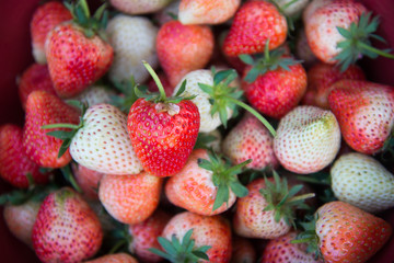 Fresh strawberry