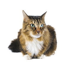 Big cat lying on white background
