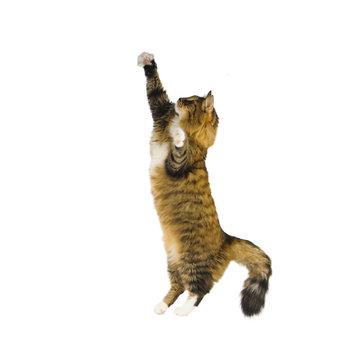 Big Cat Jumping On White Background. Playing Cat.