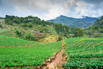 The image of green bushes of a strawberry growing in the farm at Doi ang khang,Chiang Mai, Thailand.