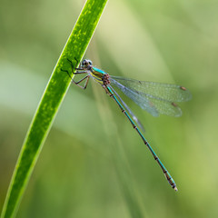 libellule