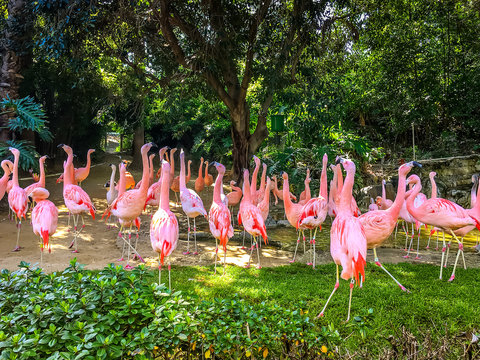 Group of pink flamingos among green trees. Exotic