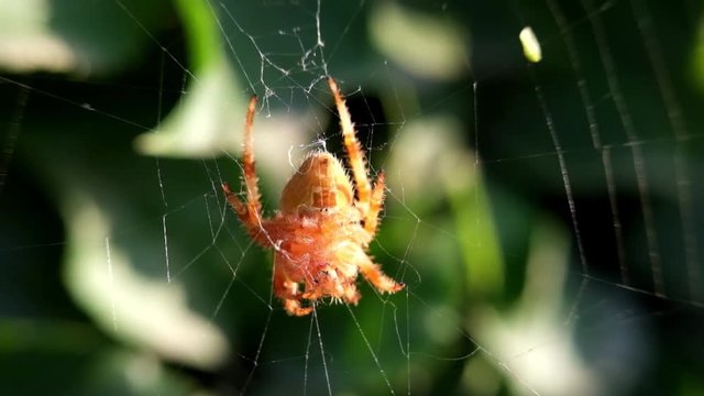 Ara&ntilde;a en su tela esperando su presa