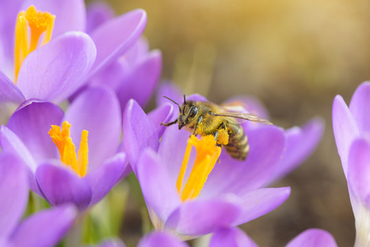 Bee picking pollen from crocus flower. Early spring close-up flowers and working honeybee. 