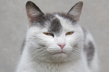 Feline face - close up view