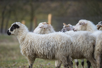 Fototapeta premium a sheep herd close up on a meadow