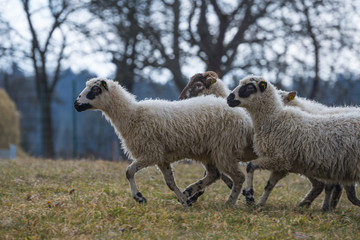 Naklejka premium sheep ( breed valaska ) on a meadow