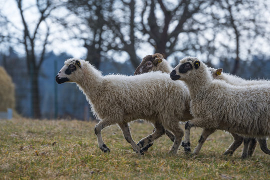 sheep ( breed valaska ) on a meadow