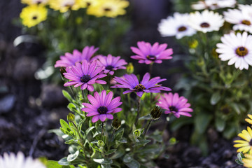 Gerbera  genus of plants in the Asteraceae (daisy family), Caring for African Daisies