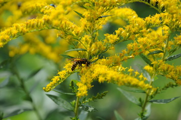 Hornet on yellow summer flowers