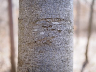 Nahaufnahme - junger Buchenbaum vor unscharfem Hintergrund