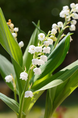 Brins de muguet