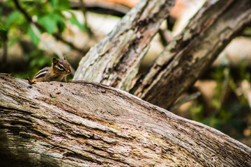 Chipmunk being shy in Woods