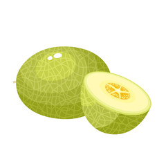 Bright vector illustration of juice melon isolated on white background.