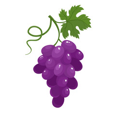 Bright vector illustration of juice grapes isolated on white background.