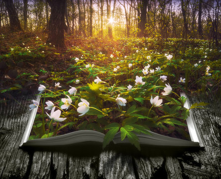 Many spring flowers on the pages of an open book