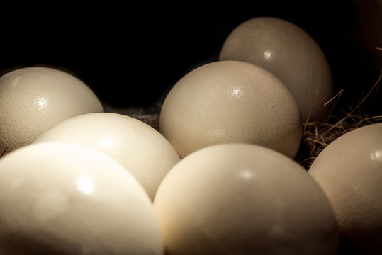 Ostrich Egg In Straw Nest