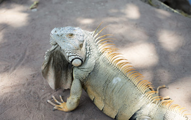 Wild giant iguana in zoo,