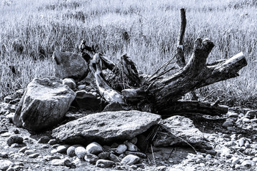 Wood Texture and Environment - Black and White Woods