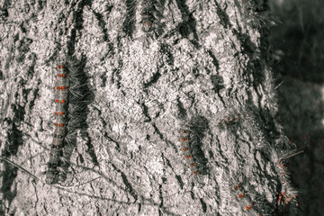Caterpillars on Tree Bark