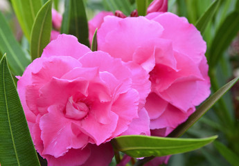 Blooming oleander(Oleander Nerium) with beautiful pink flowers close up.Selective focus.
