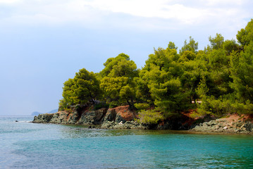 Fototapeta premium The forest on the shore. View 1