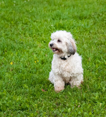 Cute little dog on a meadow