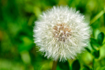 Beautiful blowball with green background