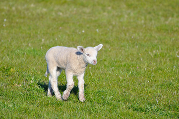 Naklejka na ściany i meble Little lamb on pasture