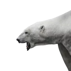 Foto op Plexiglas Agressieve grote ijsbeer op witte achtergrond © neurobite
