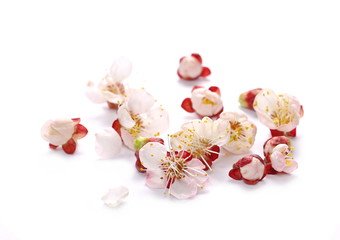 Pink apricot flowers blooming in spring,  isolated on white background and texture