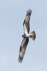 Osprey Hunting Pandion haliaetus