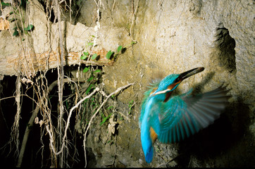 martin pescatore alcedo atthis rientro nido cavità imbeccata pulcini pullus torrente tiepido...