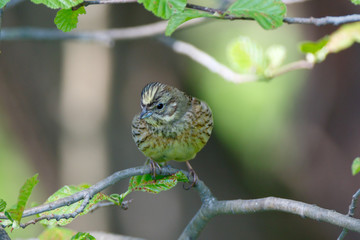 Yellowhammer (Emberiza citrinella).