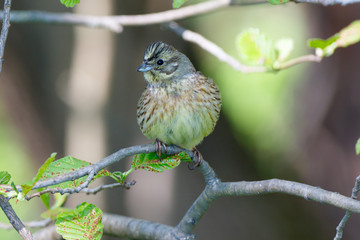 Yellowhammer (Emberiza citrinella).
